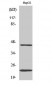 CD83 Polyclonal Antibody