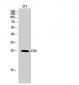 CD9 Polyclonal Antibody