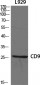 CD9 Polyclonal Antibody