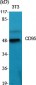 CD95 Polyclonal Antibody