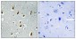 Cdc16 Polyclonal Antibody