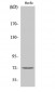 Cdc16 Polyclonal Antibody