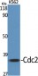 Cdc2 Polyclonal Antibody