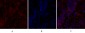 Cdc2 Polyclonal Antibody