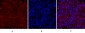 Cdc2 Polyclonal Antibody