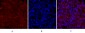 Cdc2 Polyclonal Antibody