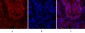 Cdc2 Polyclonal Antibody