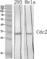 Cdc2 Polyclonal Antibody