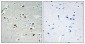 Cdc20 Polyclonal Antibody