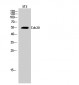 Cdc20 Polyclonal Antibody