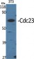 Cdc23 Polyclonal Antibody