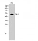Cdc37 Polyclonal Antibody