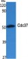 Cdc37 Polyclonal Antibody