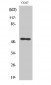 Cdc37 Polyclonal Antibody