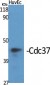 Cdc37 Polyclonal Antibody