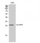 Cdc42EP2 Polyclonal Antibody