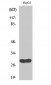 CdcA3 Polyclonal Antibody