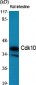 Cdk10 Polyclonal Antibody