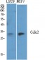 Cdk2 Polyclonal Antibody