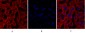 Cdk2 Polyclonal Antibody