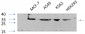 Cdk2 Polyclonal Antibody