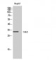 Cdk5 Polyclonal Antibody