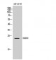 CDKN3 Polyclonal Antibody