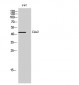 Cdx2 Polyclonal Antibody