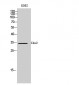 Cdx2 Polyclonal Antibody