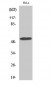 CEP55 Polyclonal Antibody