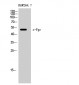 c-Fgr Polyclonal Antibody