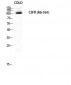 c-Fms Polyclonal Antibody
