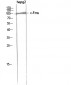 c-Fms Polyclonal Antibody