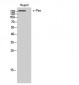 c-Fms Polyclonal Antibody