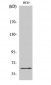 c-Fos Polyclonal Antibody