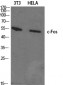 c-Fos Polyclonal Antibody