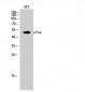 c-Fos Polyclonal Antibody