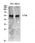 c-Fos Polyclonal Antibody