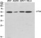 c-Fos Polyclonal Antibody