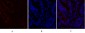 c-Fos Polyclonal Antibody