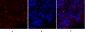 c-Fos Polyclonal Antibody