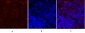 c-Fos Polyclonal Antibody