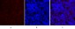 c-Fos Polyclonal Antibody