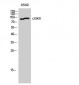 cGKII Polyclonal Antibody