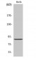 cGKII Polyclonal Antibody