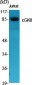 cGKII Polyclonal Antibody