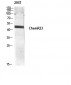 ChemR23 Polyclonal Antibody