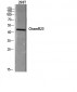 ChemR23 Polyclonal Antibody