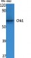 Chk1 Polyclonal Antibody