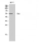 Chk1 Polyclonal Antibody